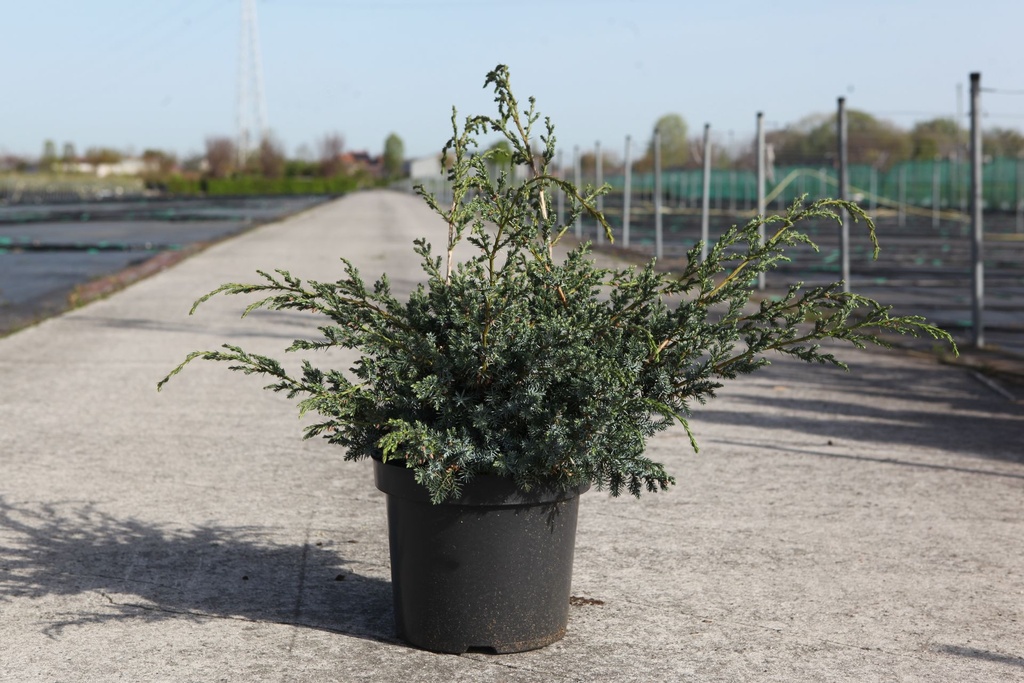 Juniperus chinensis 'Blue Alps' cont. 7,5L 50-60 cm