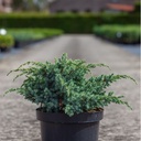 Juniperus chinensis 'Blue Alps' cont. 7,5L 50-60 cm