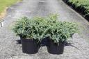 Juniperus chinensis 'Blue Alps' cont. 7,5L 50-60 cm