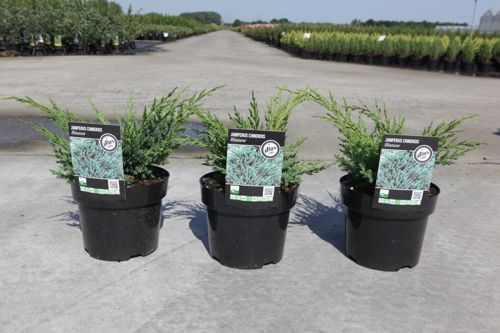 Juniperus chinensis 'Blaauw' cont. 3L 30/+ cm +p
