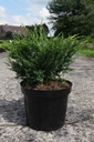 Juniperus chinensis 'Blaauw' cont. 7,5L 40-50 cm