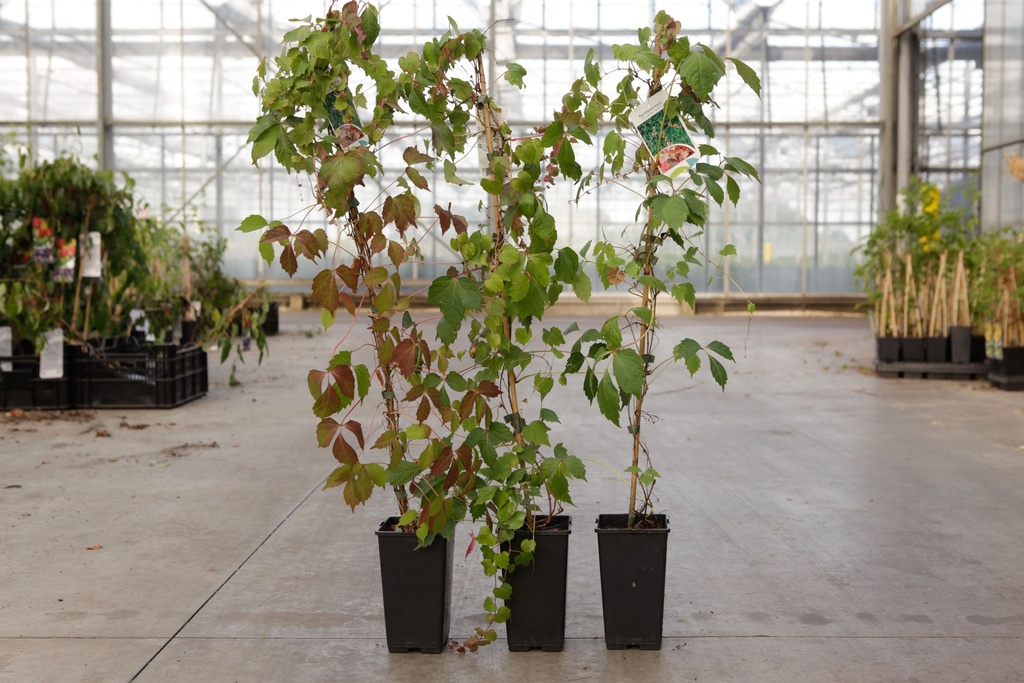 [P] Parthenocissus tricuspidata 'Veitch.Robusta' cont. 2L haut 60-80 cm +p