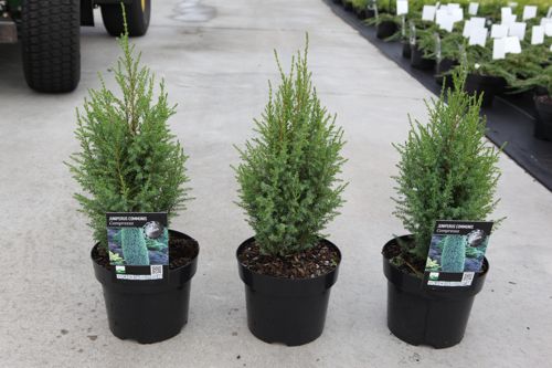 Juniperus communis 'Compressa' cont. 3L 25-30 cm +ф