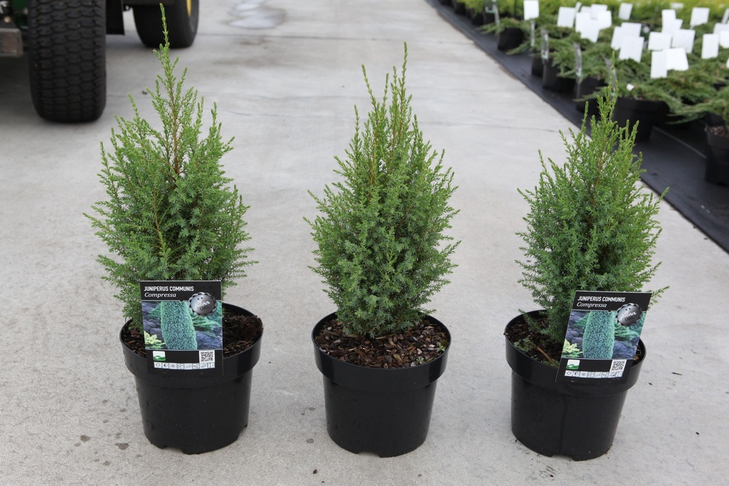 Juniperus communis 'Compressa' cont. 3L 25-30 cm +p