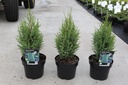 Juniperus communis 'Compressa' cont. 3L 25-30 cm +ф