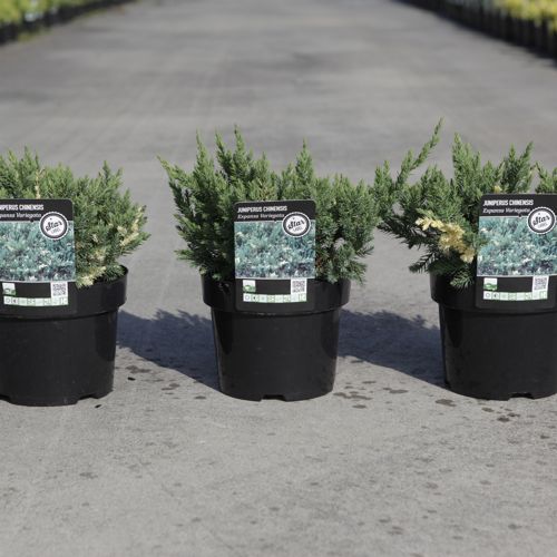 [P] Juniperus chinensis 'Expansa Variegata' cont. 3L 30/+ cm +B