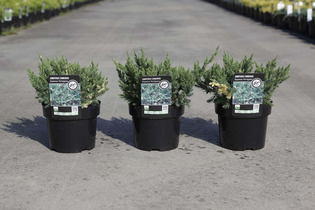 [P] Juniperus chinensis 'Expansa Variegata' cont. 3L 30/+ cm +p