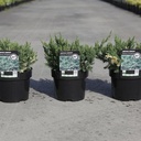 Juniperus chinensis 'Expansa Variegata' cont. 3L 30/+ cm +p