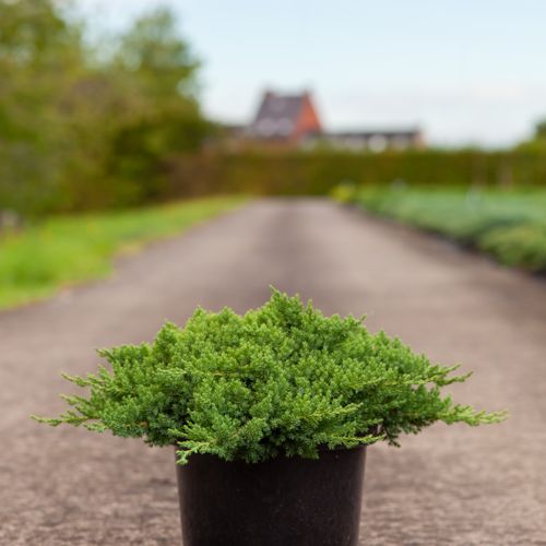 [P] Juniperus chinensis 'Expansa Variegata' cont. 7,5L 40-50 cm