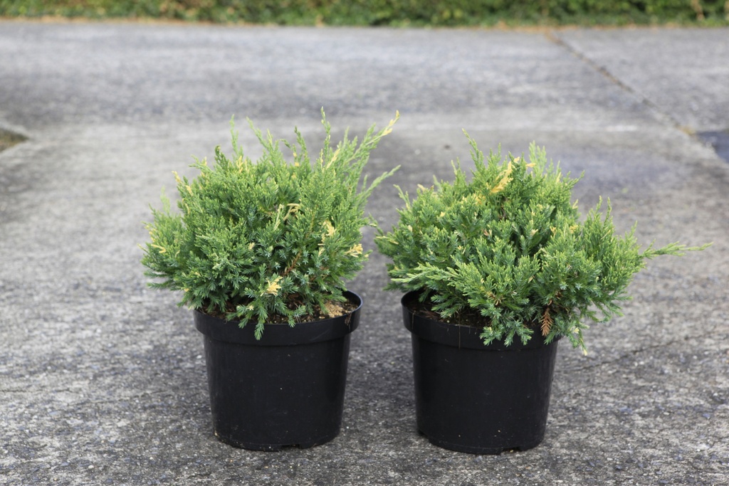 Juniperus chinensis 'Expansa Variegata' cont. 7,5L 40-50 cm