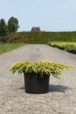 Juniperus chinensis 'Expansa Variegata' cont. 7,5L 40-50 cm