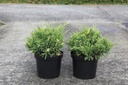Juniperus chinensis 'Expansa Variegata' cont. 7,5L 40-50 cm