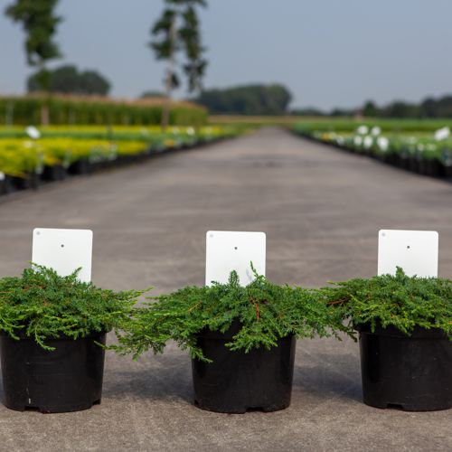 Juniperus communis 'Green Carpet' cont. 3L 30/+ cm +ф