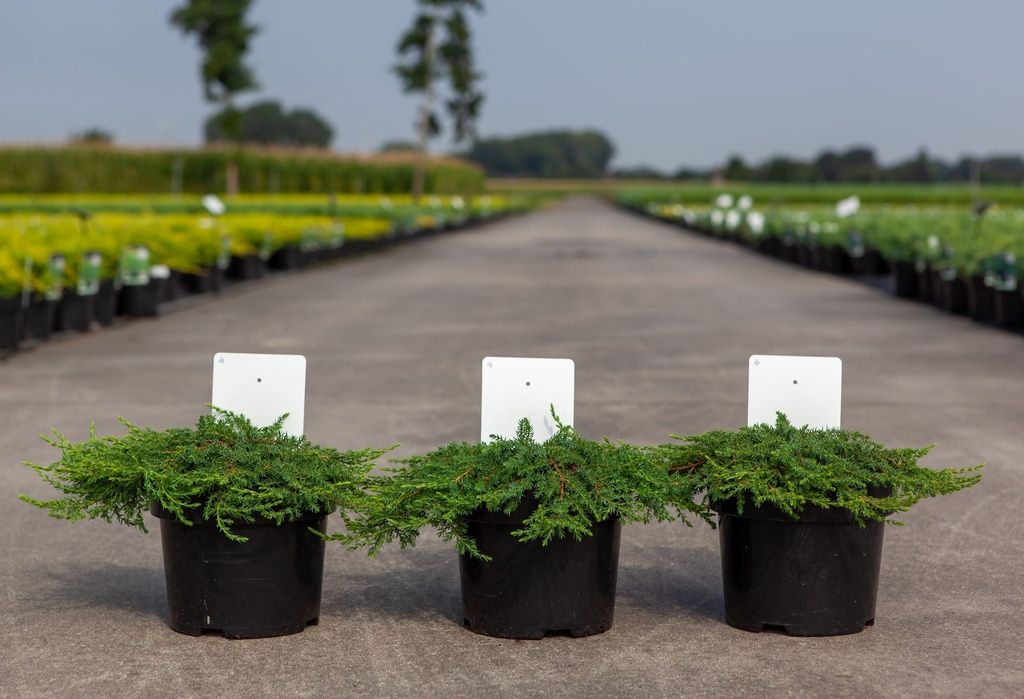 [P] Juniperus communis 'Green Carpet' cont. 3L 30/+ cm +p