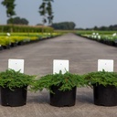 Juniperus communis 'Green Carpet' cont. 3L 30/+ cm +ф