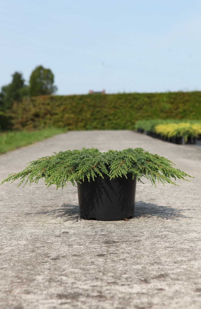 Juniperus communis 'Green Carpet' cont. 7,5L 40-50 cm