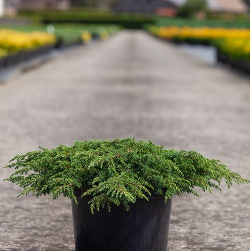 [P] Juniperus communis 'Green Carpet' cont. 7,5L 40-50 cm