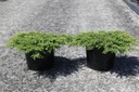 Juniperus communis 'Green Carpet' Kont. 7,5L 40-50 cm