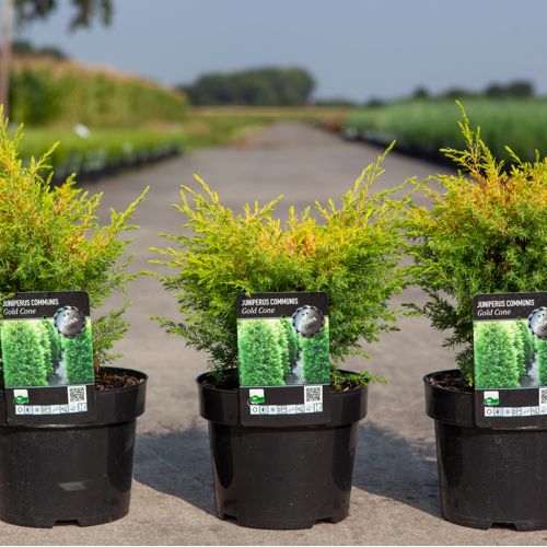 Juniperus communis 'Gold Cone' cont. 3L 25-30 cm +ф