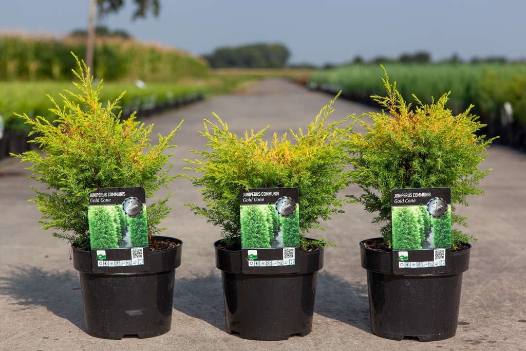 [P] Juniperus communis 'Gold Cone' cont. 3L 25-30 cm +p