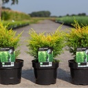 Juniperus communis 'Gold Cone' cont. 3L 25-30 cm +ф