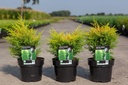 Juniperus communis 'Gold Cone' cont. 3L 25-30 cm +p