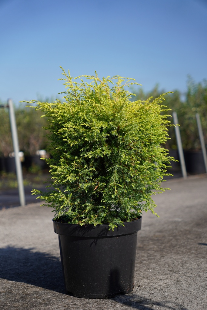 [P] Juniperus communis 'Gold Cone' Kont. 7,5L 60-80 cm