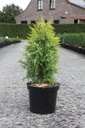 Juniperus communis 'Gold Cone' cont. 7,5L 60-80 cm