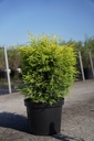 Juniperus communis 'Gold Cone' cont. 7,5L 60-80 cm
