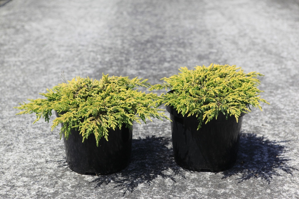 [P] Juniperus chinensis 'Goldschatz' Kont. 7,5L 40-50 cm