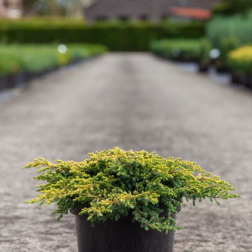 [P] Juniperus chinensis 'Goldschatz' cont. 7,5L 40-50 cm