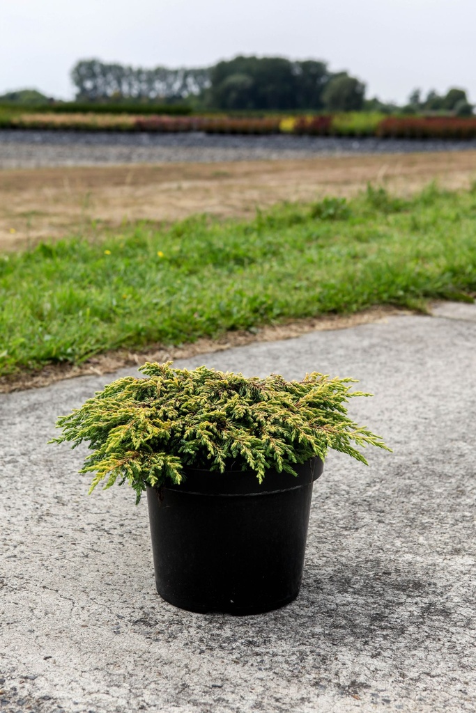 Juniperus chinensis 'Goldschatz' cont. 7,5L 40-50 cm