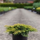 Juniperus chinensis 'Goldschatz' cont. 7,5L 40-50 cm