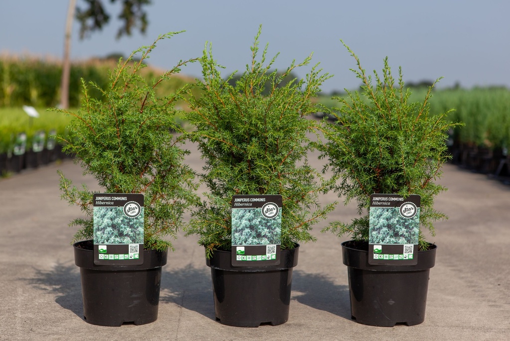 Juniperus communis 'Hibernica' cont. 3L 30-40 cm +p