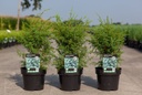 Juniperus communis 'Hibernica' cont. 3L 30-40 cm +p