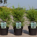 Juniperus communis 'Hibernica' cont. 3L 30-40 cm +p