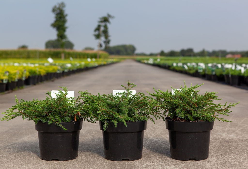 [P] Juniperus communis 'Repanda' cont. 3L 30/+ cm +p