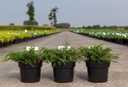 Juniperus communis 'Repanda' cont. 3L 30/+ cm +ф
