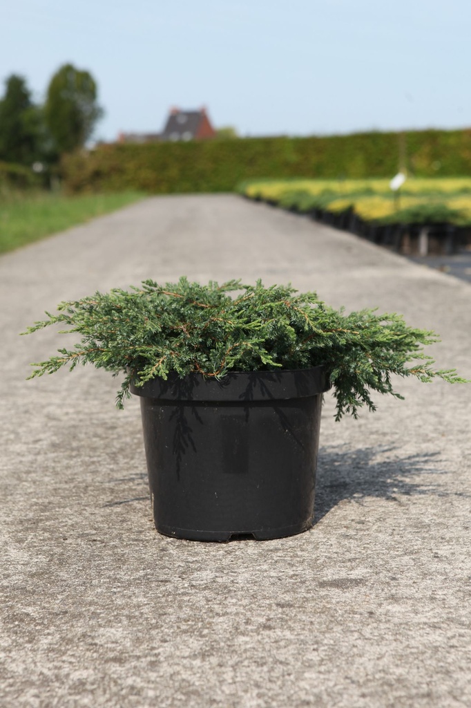 [P] Juniperus communis 'Repanda' cont. 7,5L 40-50 cm