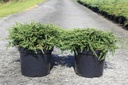 Juniperus communis 'Repanda' Kont. 7,5L 40-50 cm