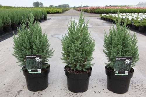 [P] Juniperus chinensis 'Stricta' cont. 3L 40-50 cm +p