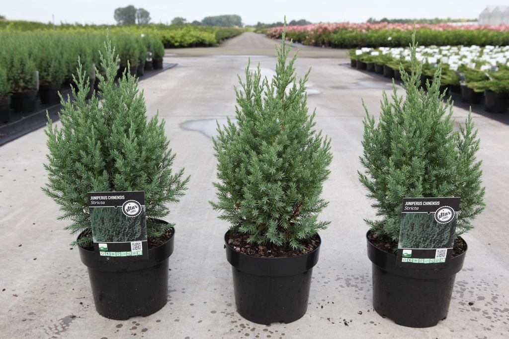 Juniperus chinensis 'Stricta' cont. 3L 40-50 cm +p