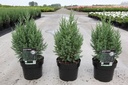 Juniperus chinensis 'Stricta' cont. 3L 40-50 cm +ф