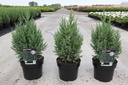 Juniperus chinensis 'Stricta' cont. 3L 40-50 cm +f