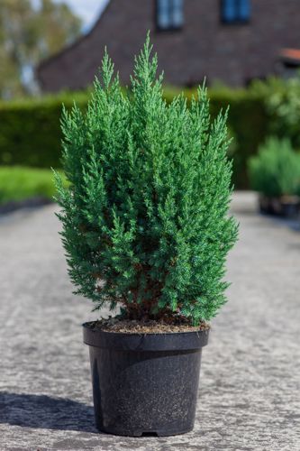 [P] Juniperus chinensis 'Stricta' cont. 7,5L 60/+ cm