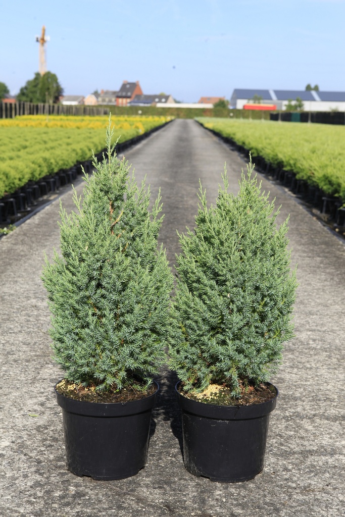 Juniperus chinensis 'Stricta' cont. 7,5L 60/+ cm