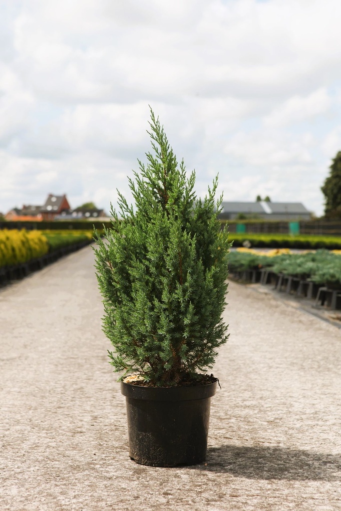 Juniperus chinensis 'Stricta' cont. 7,5L 60/+ cm