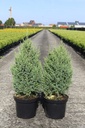 Juniperus chinensis 'Stricta' cont. 7,5L 60/+ cm