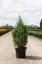 Juniperus chinensis 'Stricta' cont. 7,5L 60/+ cm