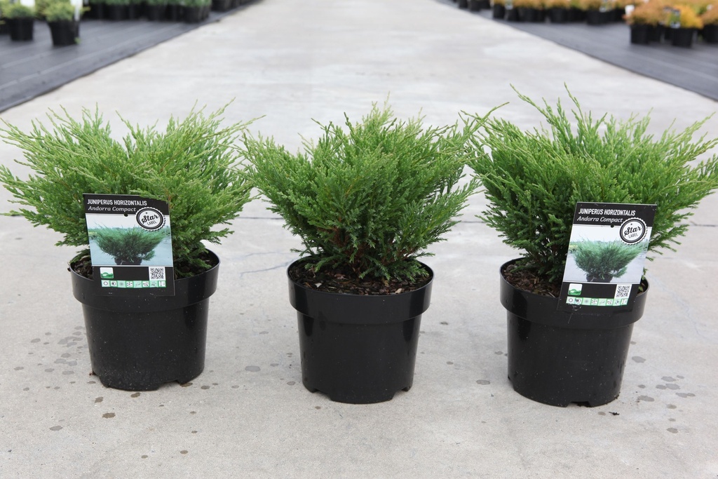 Juniperus horizontalis 'Andorra Compact' cont. 3L 30/+ cm +ф